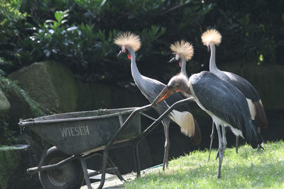 Four crowned cranes