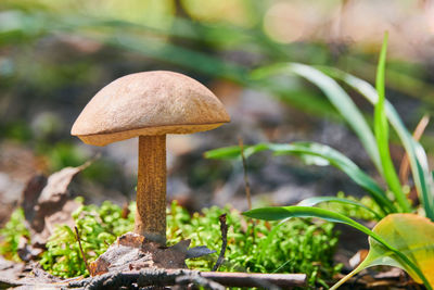 Close-up of mushroom growing on field