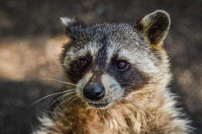 Close-up portrait of an animal