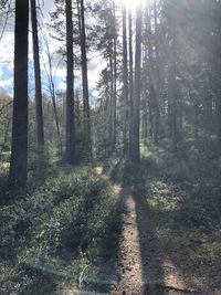 Sunlight streaming through trees in forest