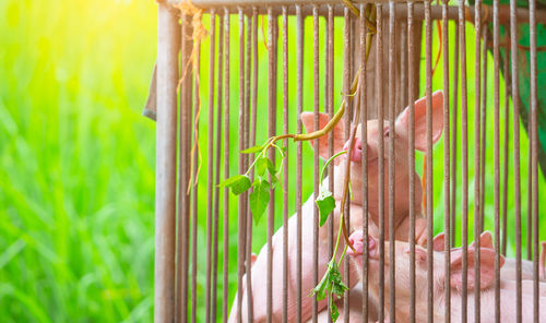 Close-up of pink pig in cage. swine flu concept. african swine fever. pig farm.