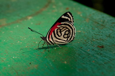 Close-up of butterfly on leaf