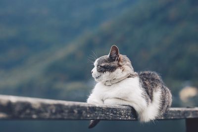 Cat sitting on railing