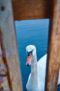 Close-up of a swan