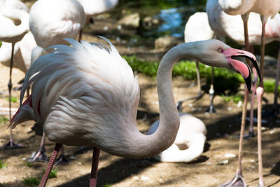 View of birds drinking water