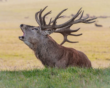 Deer on a field