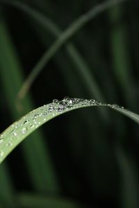 Close-up of wet plant