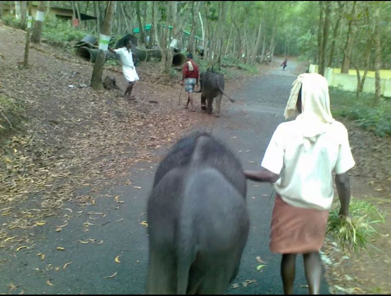 animal themes, domestic animals, standing, livestock, mammal, rear view, togetherness, two animals, horse, full length, men, walking, day, outdoors, street, one animal, person, wildlife, sunlight