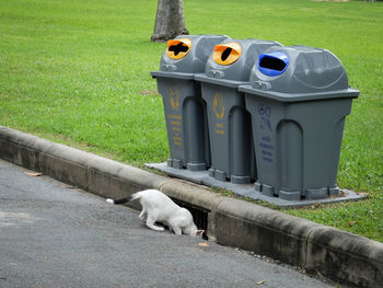 Stray cat searching for food near garbage bins