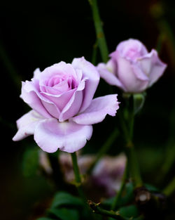 Close-up of pink flowers