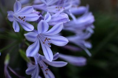 Close-up of blue flowers blooming outdoors