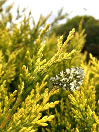 Close-up of flowering plants on field