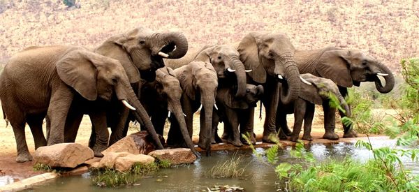 View of elephant drinking water