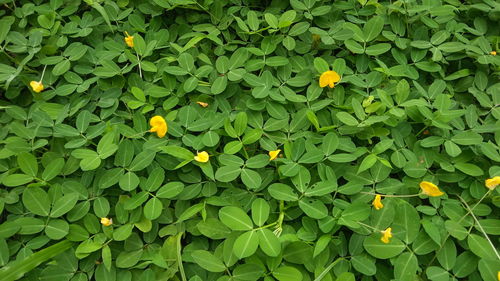 Full frame shot of yellow flowering plants