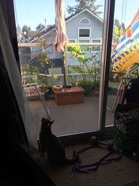 Potted plants seen through window