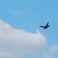 Low angle view of birds flying in sky