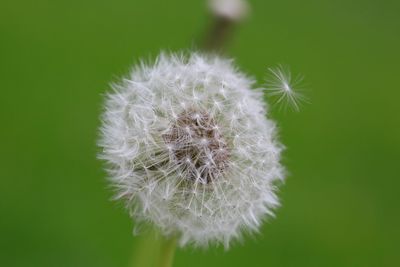 Close-up of dandelion