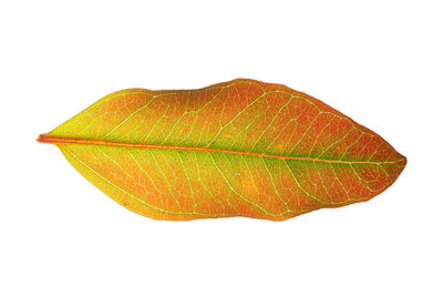 Close-up of orange leaf against white background