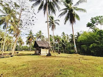 Palm trees on field against sky