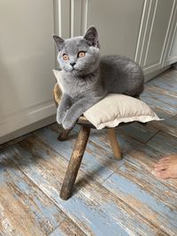 Cat relaxing on hardwood floor