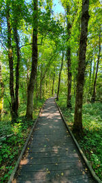 Dirt road along trees in forest