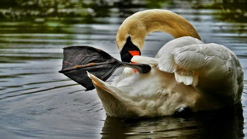 Close-up of birds in water