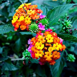 Close-up of orange flowers blooming outdoors