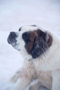Close-up of puppy