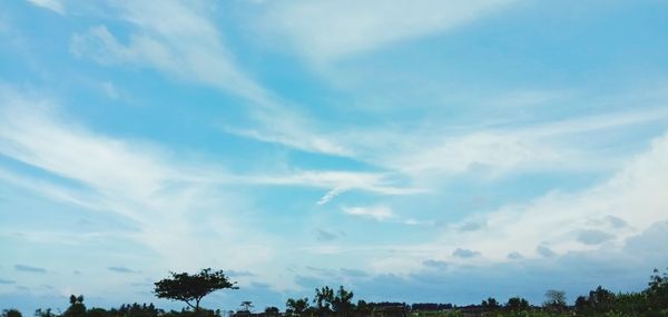 Low angle view of trees against sky