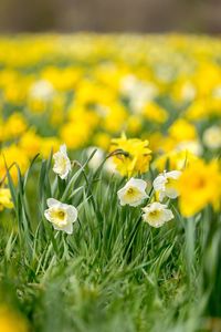 Close-up of yellow crocus flowers blooming on field