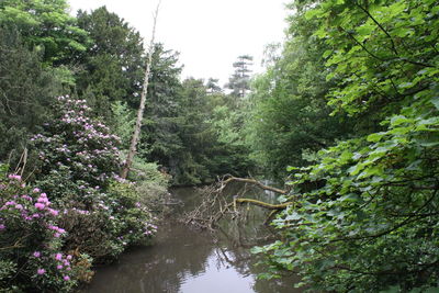 Scenic view of river amidst trees in forest