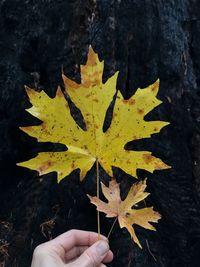 Close-up of person holding maple leaves