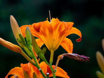 Close-up of orange day lily