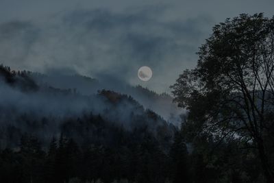 Low angle view of trees against sky at night