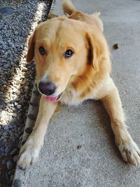 High angle view of dog looking away