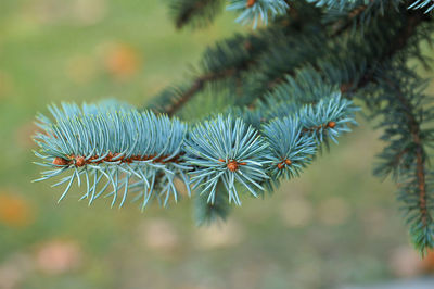 Close-up of pine tree