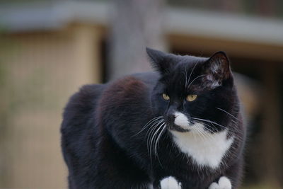 Close-up of cat looking away