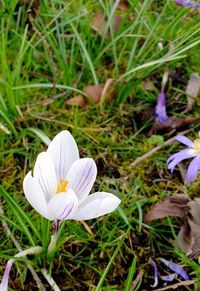 Close-up of white crocus flower on field
