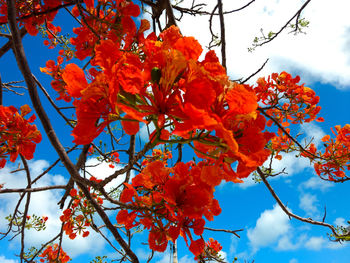 Low angle view of autumn tree against sky