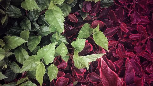 Full frame shot of leaves