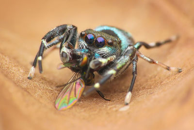 Close-up of spider