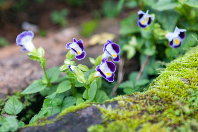 Close-up of purple flowering plants on land