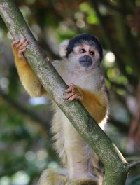 Monkey sitting on tree branch