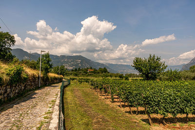 Panoramic view of agricultural field against sky