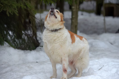 White dog looking away on snow
