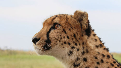 Close-up of a cat