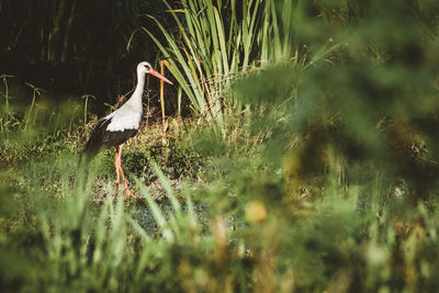 Bird perching on a field