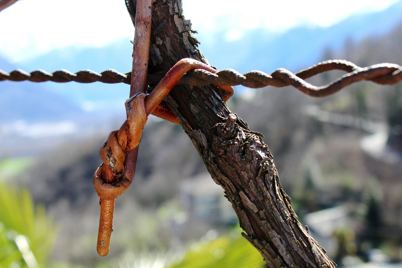 CLOSE-UP OF RUSTY CHAIN AGAINST TREES
