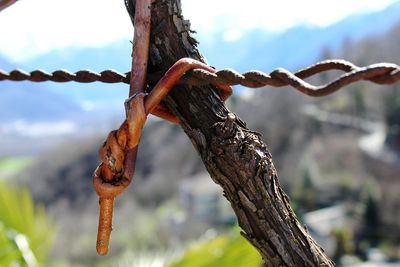 Close-up of rusty chain on tree