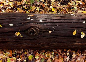 High angle view of dry leaves on wood